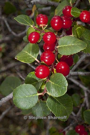 rhamnus ilicifolia 1 graphic